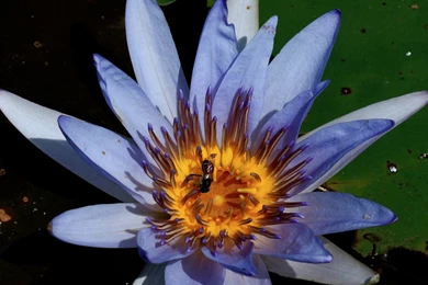 Flower, Wallpapers, Sea, Water, Coral, Vagina, Animated, Ocean ...