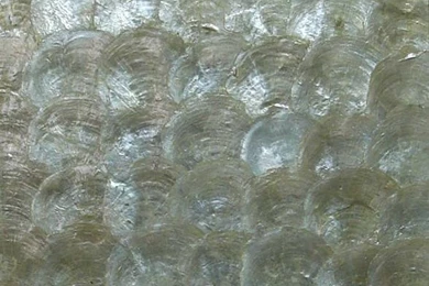 Shell Tile Products   DIYTrade China Manufacturers Suppliers Directory