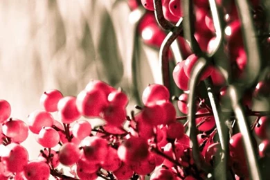 Mature Season iPhone Wallpapers Free, iPhone 4 Wallpaper, IPod ...