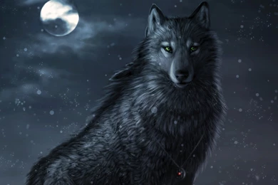 324 Wolf HD Wallpapers