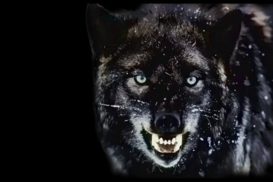 Download Mad Wolf Wallpapers HD