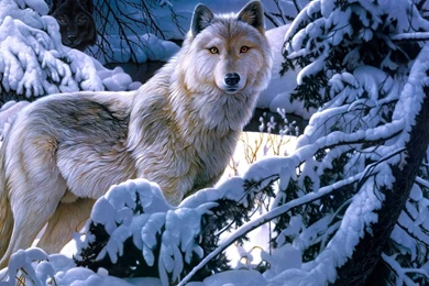 Animal Wallpaper: White Wolf Wallpapers For Android HD Backgrounds ...