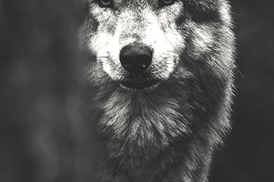 Wolf The iPhone Wallpapers
