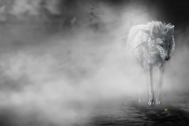 39 File Name : Best Wolf Wallpapers HD 1603 :: Wolf Hd Wallpapers