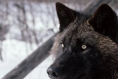 Black Wolf Eyes 1280x720 Wallpapers,Wolf 1280x720 Wallpapers ...