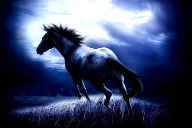 Wild Horses Desktop Backgrounds