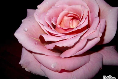 Pink Rose Backgrounds   Wallpapers Cave