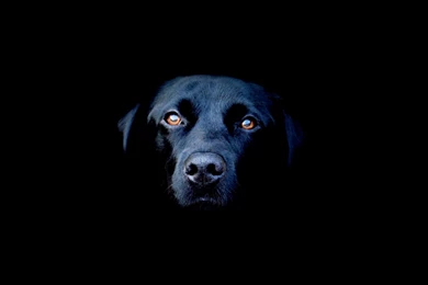 Black Dog Wallpapers   Desktop Backgrounds