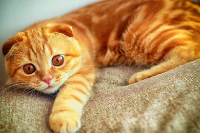 4K Ultra HD Portrait Wallpapers HD, Desktop Backgrounds 3840x2160