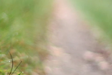 768x1366 Red Mushroom Macro Surface Rt Wallpapers