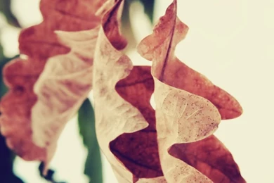 768x1366 Autumn Leaf 768x1366 Wallpapers