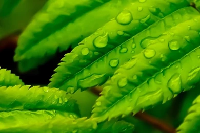 Wallpaper, Green Leaves, Water Drops, Rain Drops, Nature, After ...