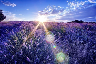 Summer, Morning, Shine, On, The, Lavender, Field, Flower, Sky, Sun ...