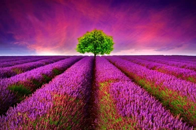 96 Lavender HD Wallpapers