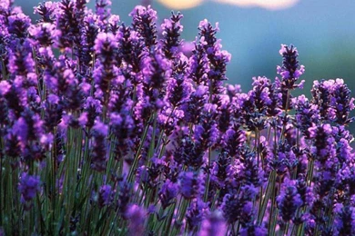 Lavender Wallpapers   Crazy Frankenstein