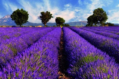 Lavender Wallpapers   Android Apps On Google Play
