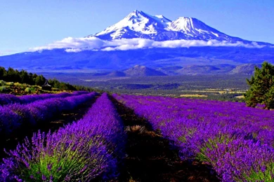 52 Lavender HD Wallpapers