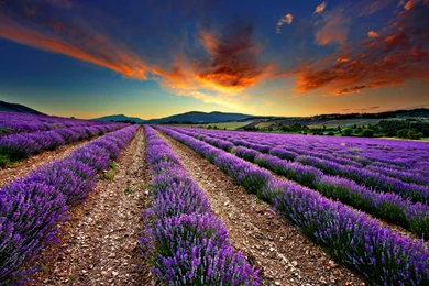 Lavender Hd Wallpapers