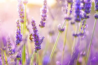 Flowers Lavender Wallpapers