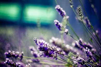 Purple Lavender Wallpapers － Flower Wallpapers   Free Download ...