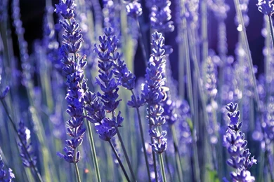 Beautiful Lavender Wallpapers   HD Wallpapers