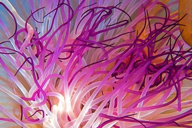 Jellyfish Wallpaper, OS / IPhone: Jellyfish, Indian Ocean, Georgia ...