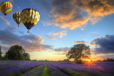 Hot Air Balloon Lavender Wallpaper, HD Wallpapers Downloads