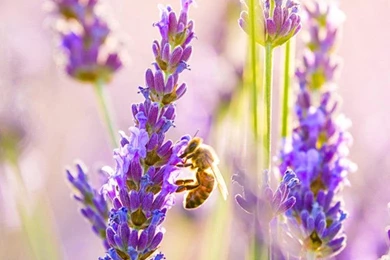 Lavender iPhone Wallpapers   Wallpaper.