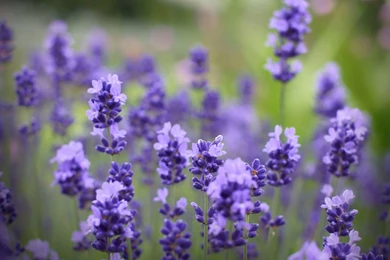 Lavender Wallpaper Backgrounds   Wallpaper.