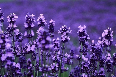 LAVENDER WALLPAPER   (