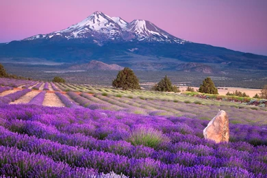 French Provence Lavender Wallpapers, Green Backgrounds, Pictures ...