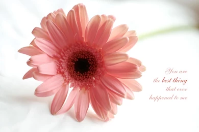 Love Wallpapers  The Best Thing