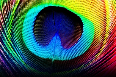 Peacock Feather Desktop Wallpapers