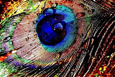 Peacock Feather Desktop