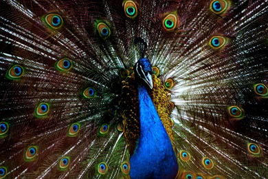 Peacock Feathers Wallpapers HD For Desktop