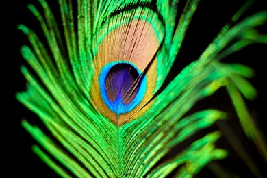 Peacock Feather Wallpaper Backgrounds For Desktop Backgrounds ...