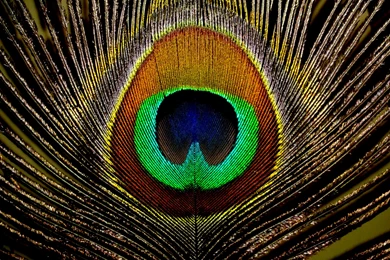 Peacock Feathers Wallpapers Peacock Feathers Desktop Wallpapers ...
