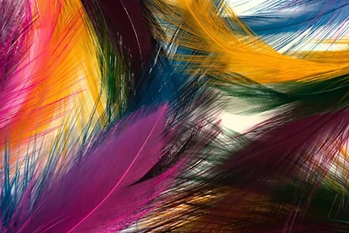 22 Peacock Feather High Quality HD Wallpapers 992 :: Peacock ...