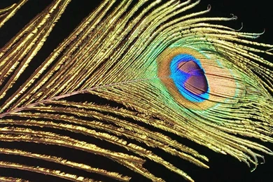 Beautiful Peacock Feather Wallpapers In HD