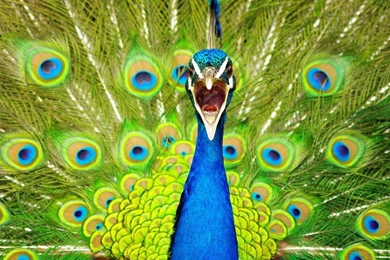 Colourful peacock