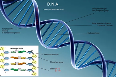 Download The DNA Structure Wallpaper, DNA Structure iPhone ...