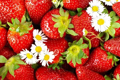 Strawberry Wallpapers Free Download