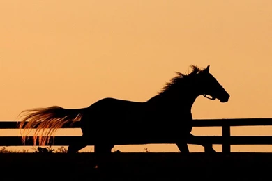 Horse Racing Wallpapers   Wallpapers Mural Ideas   12514