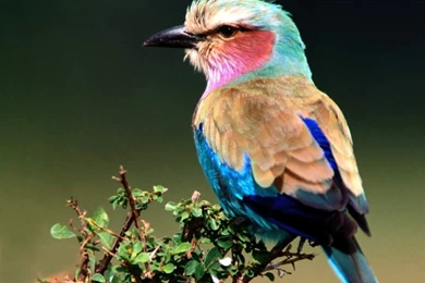 Birds Wallpapers Free Download (1024x768 Pixel) Popular Hd ...