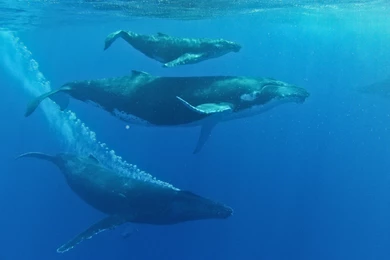 Pepsi Logo 2014   Wallpaper.