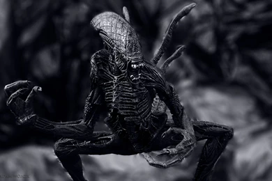 Alien Wallpapers Hd Wallpapers