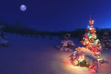 Christmas tree in the snow_wallpapers_31825_1440x900.jpg
