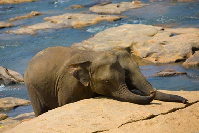 Baby Elephants Wallpapers HD For Desktop Backgrounds   Ndemok.com