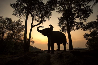 Elephants And Mahouts In The Morning Computer Wallpapers, Desktop ...