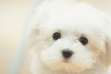 Puppy Wallpapers